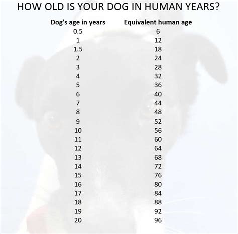 屬狗幾多歲 故尺氣